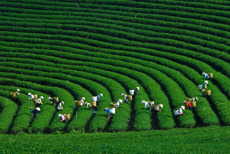 Cao nguyên Bách vị B'Lao