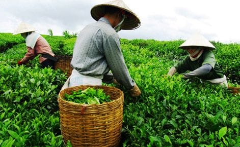 Về chúng tôi 3 cao nguyên B'Lao