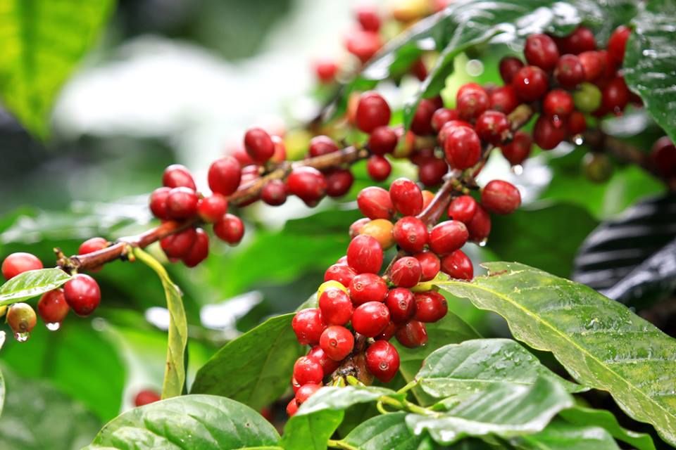 Nguồn gốc của Cascara