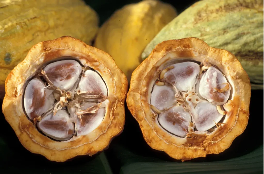 Trái cacao
