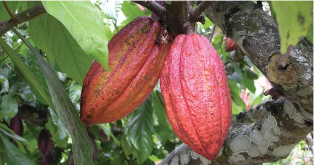 Uống cacao có tốt không? 4 Tác dụng của cacao nguyên chất đối với sức khỏe | Bách Vị B’lao 2 Cacao nguyên chất