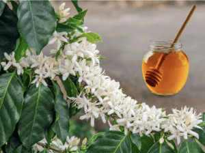 Mật ong hoa cà phê nguyên chất bách vị b'lao