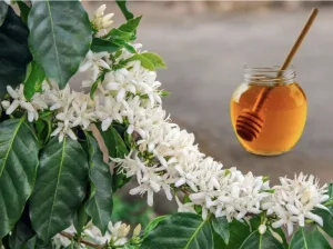 Mật ong hoa cà phê nguyên chất bách vị b'lao
