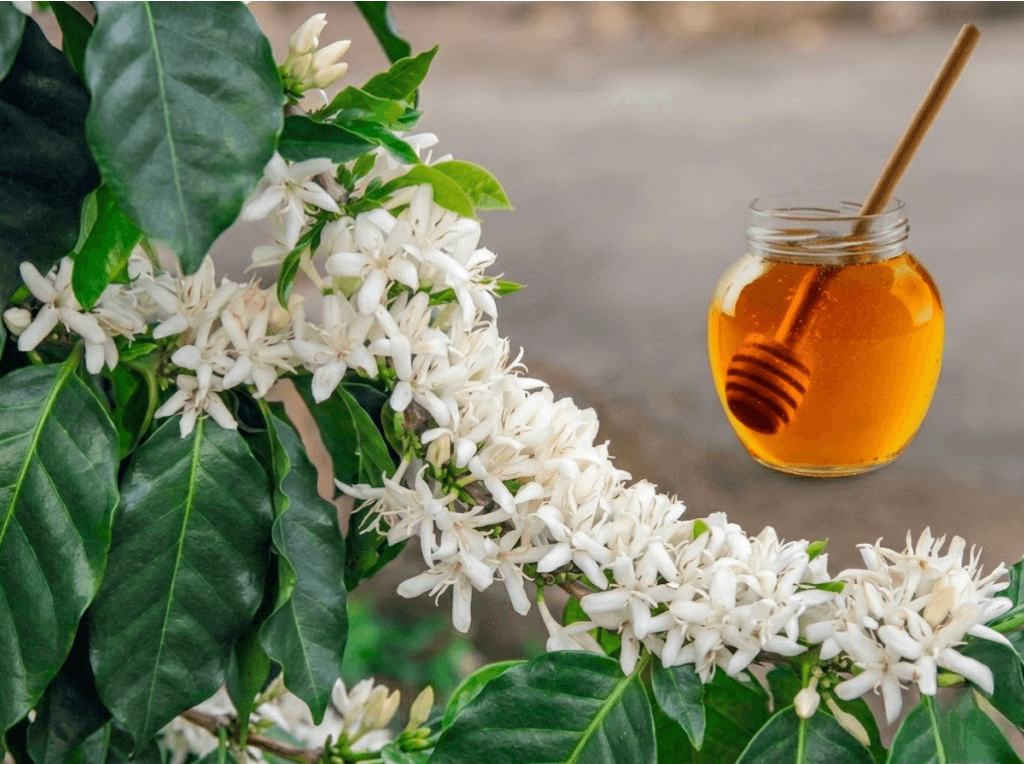 Mật ong hoa cà phê nguyên chất bách vị b'lao