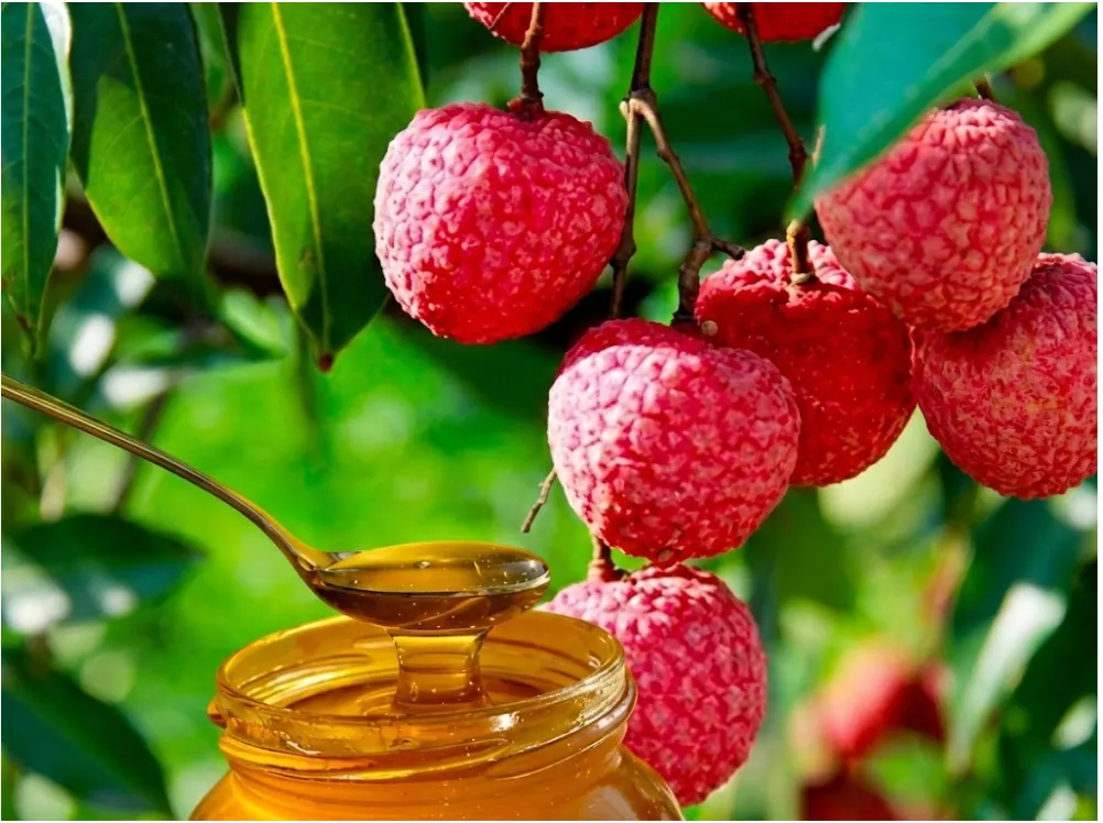 Mật ong hoa cà phê, hoa nhãn hay hoa vải? 5 bí quyết chọn mật ‘chuẩn’ | Bách Vị B'lao 4 Mật ong hoa vải