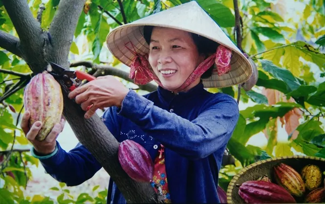 Quy Trình Thu Hoạch Trái Cacao