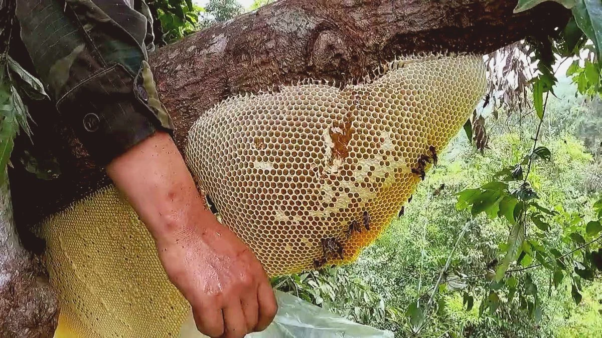 Mật ong rừng là gì? 5 cách nhận biết mật ong rừng thật và giá mật ong rừng hiện nay | Bách Vị B’lao 3 Tổ mật ong rừng được ong xây dựng hoàn toàn trong môi trường tự nhiên như thân cây hay vách đá, tạo nên nguồn mật quý hiếm và khó khai thác.