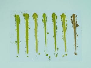 Phân biệt Houjicha Và Matcha