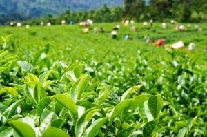 Thủ phủ trà tại Bảo Lộc