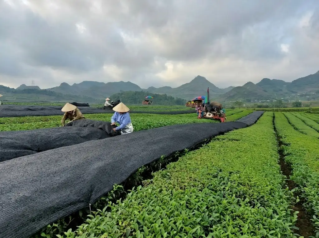 Vì sao Matcha oolong Bảo Lộc có vị đặc biệt? Giải mã tinh hoa | Bách Vị B'lao 5 Cơ chế che nắng
