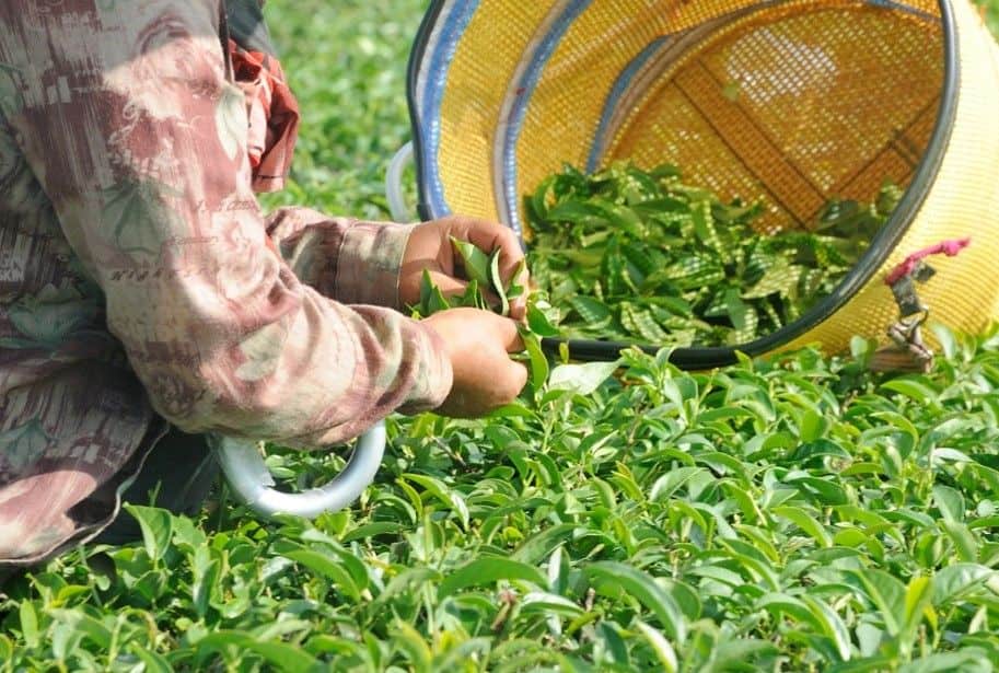 Vì sao Bảo Lộc trở thành “thủ phủ trà” Việt Nam? | Bách Vị B’lao 4 Lá trà Matcha Oolong Bảo Lộc