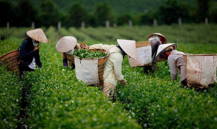 Vì sao Bảo Lộc trở thành “thủ phủ trà” Việt Nam? | Bách Vị B’lao 3 Lịch sử hình thành ngành trà Bảo Lộc