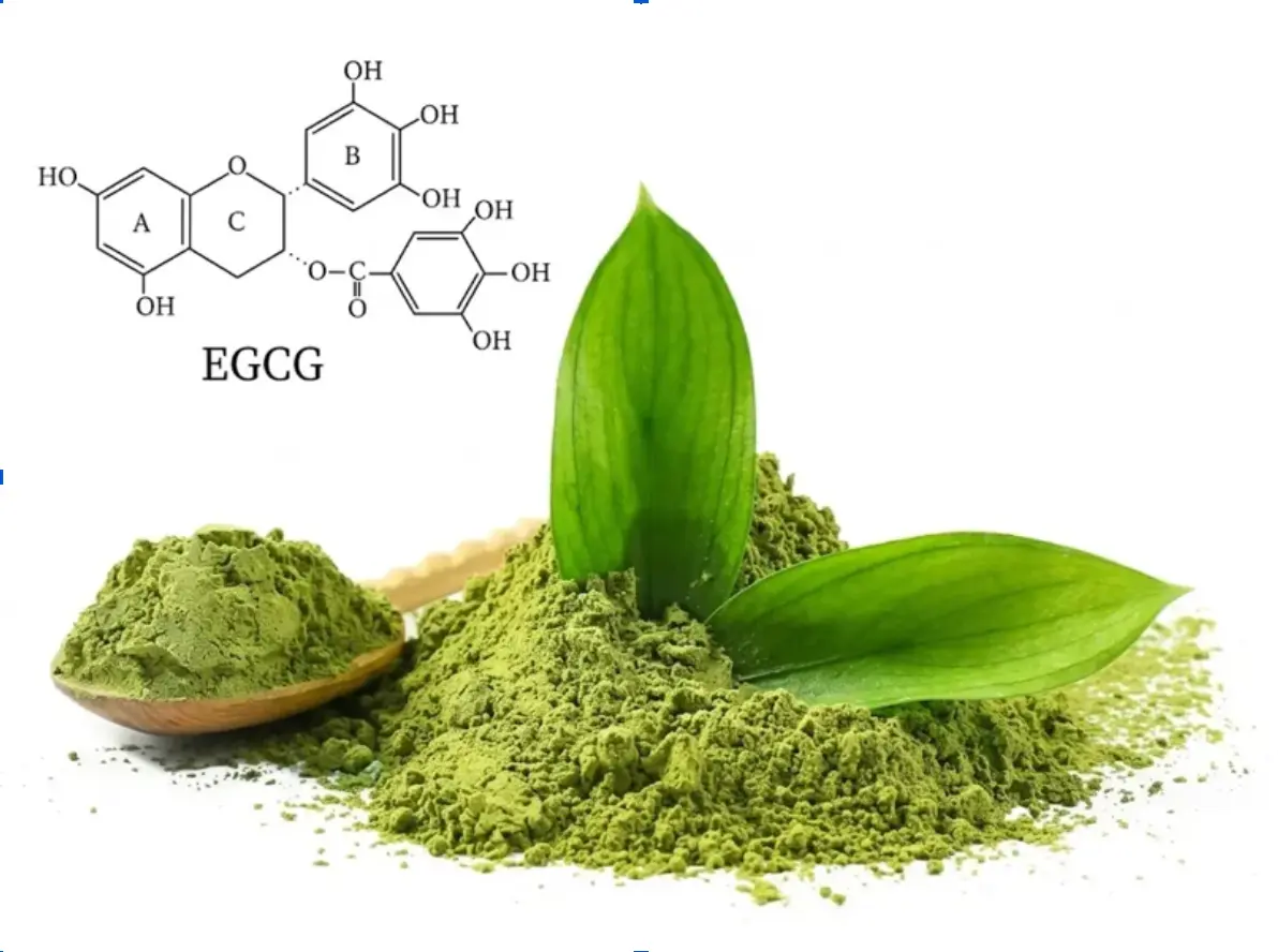 Matcha ô long có giúp giảm cân không? 3 cách uống hiệu quả | Bách Vị B'lao 2 Matcha ô long có giúp giảm cân không?
