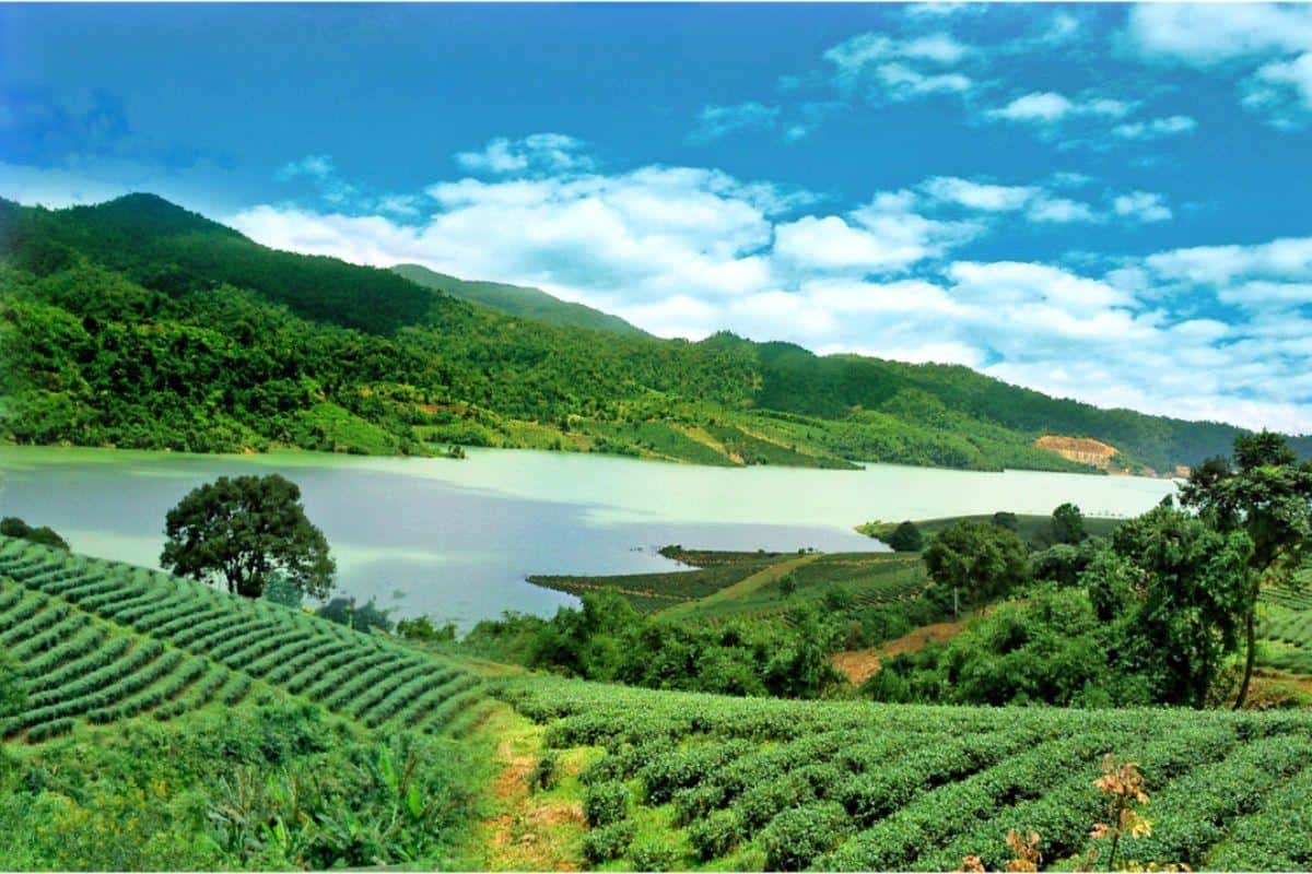 Vườn trà Bảo Lộc