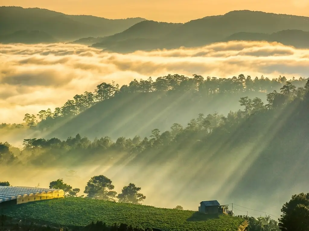 Vì sao Matcha oolong Bảo Lộc có vị đặc biệt? Giải mã tinh hoa | Bách Vị B'lao 4 Khí hậu sương mù