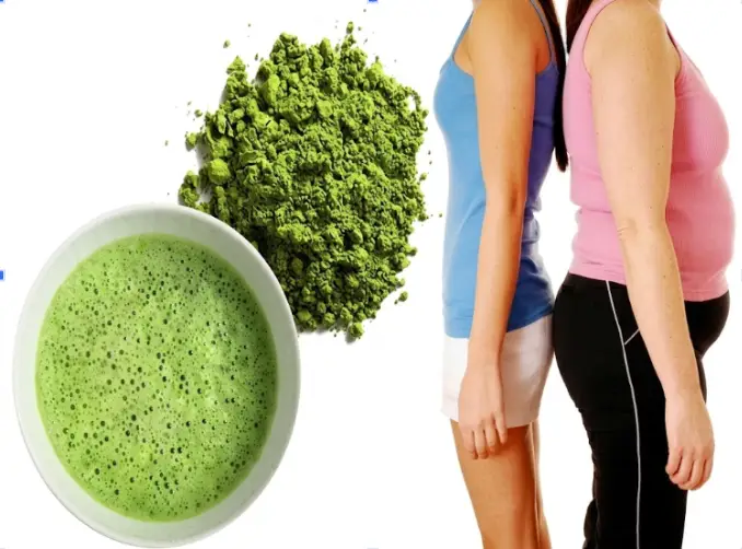 Uống matcha oolong có tốt không? 7 công dụng vàng | Bách Vị B'lao 5 Tăng tốc độ đốt cháy mỡ thừa