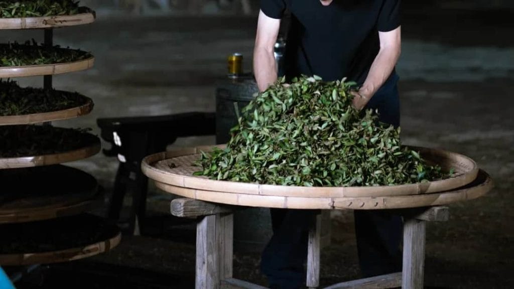 matcha oolong Bảo Lộc