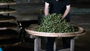 matcha oolong Bảo Lộc