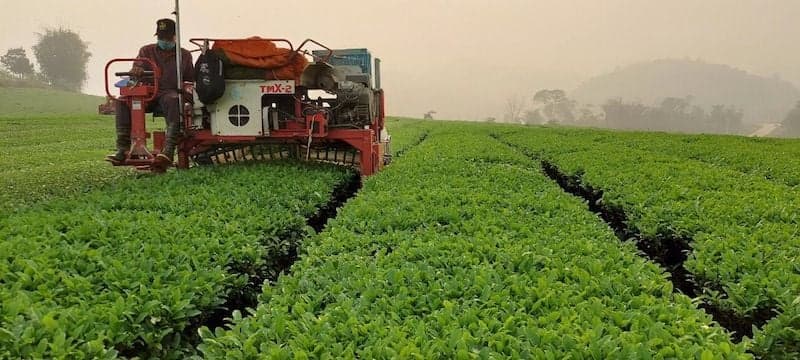 Vì sao Bảo Lộc trở thành “thủ phủ trà” Việt Nam? | Bách Vị B’lao 2 Điều kiện tự nhiên tại Bảo Lộc