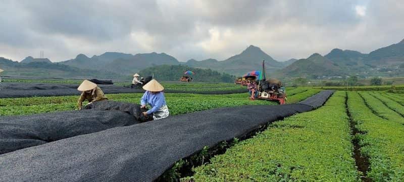 Quy trình chi tiết matcha oolong Bảo Lộc hình thành