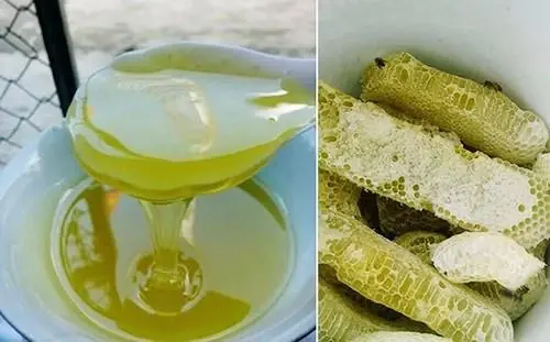 Mật Ong Bạc Hà – Hương Vị Thanh Mát Trong Những Dòng Mật Ong Tốt Nhất